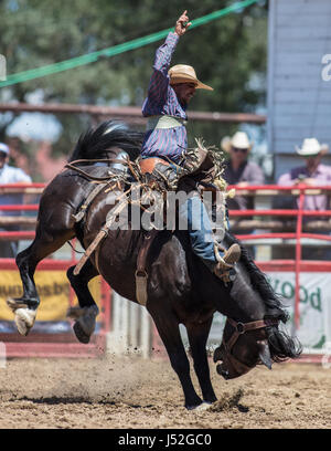 Saddleback bronc action at the Cottonwood Rodeo in California. Stock Photo