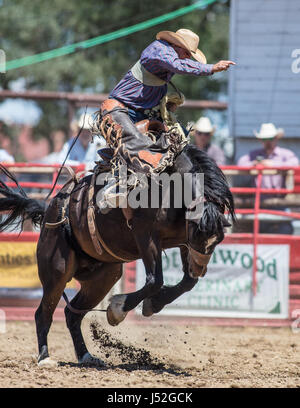 Saddleback bronc action at the Cottonwood Rodeo in California. Stock Photo