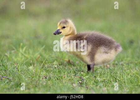 A Canada goose gosling standing in a meadow Stock Photo