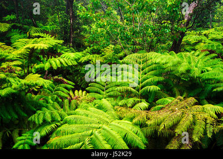 Fern forest along the Crater Rim Trail, Hawaii Volcanoes National Park, Hawaii USA Stock Photo