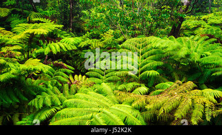 Fern forest along the Crater Rim Trail, Hawaii Volcanoes National Park, Hawaii USA Stock Photo