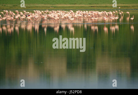 Group of flamingos at Lake on top of the image Stock Photo