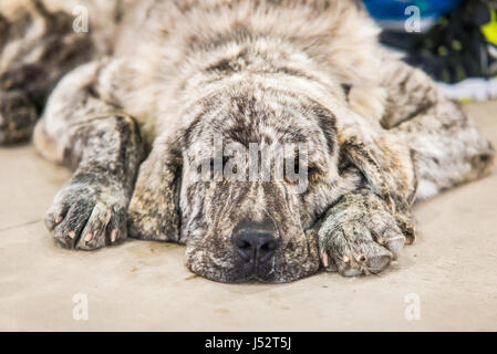 Spanish mastiff dog resting on the floor. Dog sleeping Stock Photo
