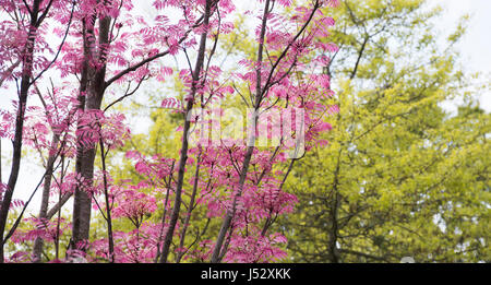 Toona sinensis 'Flamingo'. Chinese Mahogany 'Flamingo' tree with pink leaves in spring Stock Photo