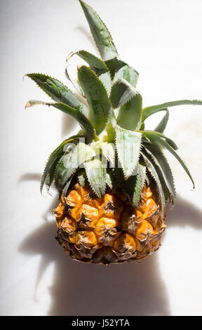 Baby pineapple top view macro shot on a marble table Stock Photo