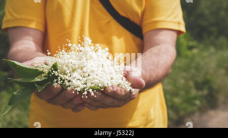 Man is standing outside holding a bunch of elder flowers in hands, close up Stock Photo
