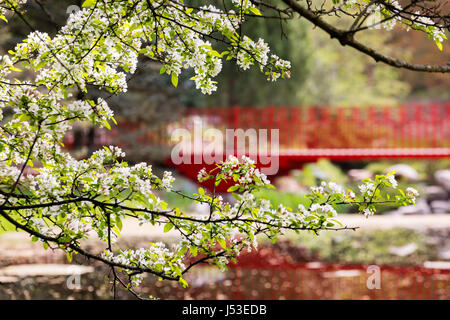 Dow Gardens in Midland Michigan with Spring Blooms Stock Photo