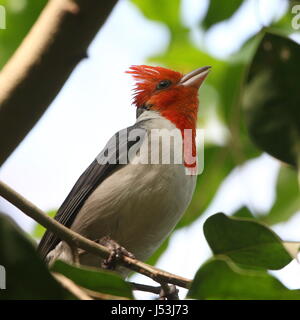 South American Red crested cardinal (Paroaria coronata) singing. Stock Photo