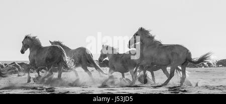 White Camargue Horses galloping on the sand. Parc Regional de Camargue. France. Provence. An excellent illustration Stock Photo