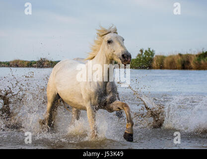 White Camargue Horse runs in the swamps nature reserve. Parc Regional de Camargue. France. Provence. An excellent illustration Stock Photo