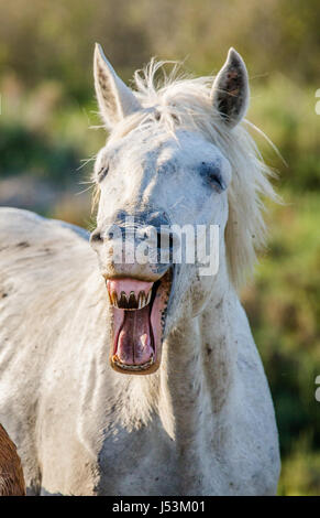 Portrait of the White Camargue Horse. Parc Regional de Camargue. France. Provence. An excellent illustration Stock Photo
