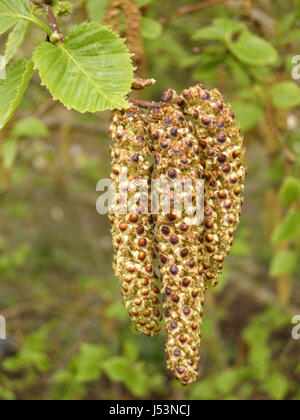 A group of hazel catkins hanging below new leaf growth in East Sussex, England Stock Photo