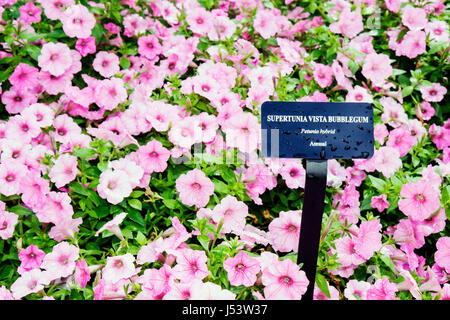 Arkansas Hot Springs,Garvan Woodland Gardens,Supertunia Vista Bubblegum,Petunia hybrid,violet color,annual,nature,botany,flora,planting,flower bed,blo Stock Photo