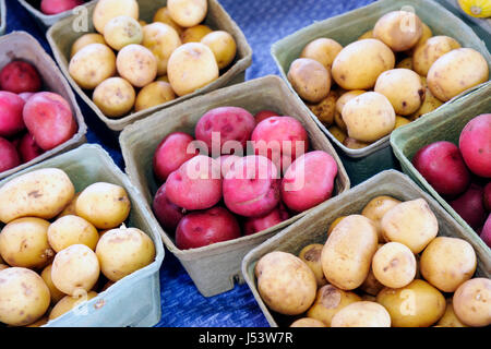 Little Rock Arkansas,River Market,farmers market,buyers,sellers,locally grown produce,potatoes,yellow,red,starch,farming,food,cardboard,baskets,displa Stock Photo