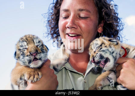 Eureka Springs Arkansas,Ozark Mountains,Turpentine Creek Wildlife Refuge,rescuing exotic wild cats,tiger cubs,eyes closed,woman female women,staff zoo Stock Photo