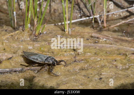 Giant Water Bug, Sierra co., New Mexico, USA. Stock Photo