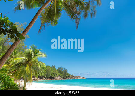 Palm tree on empty tropical beach Stock Photo