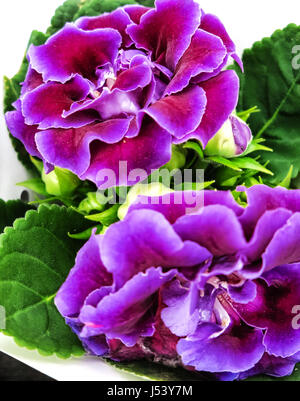 Decorum plant, purple Brazilian Gloxinia Sonata (Sinningia speciosa) Stock Photo