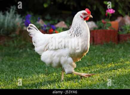Chicken in nature outdoor farm Stock Photo