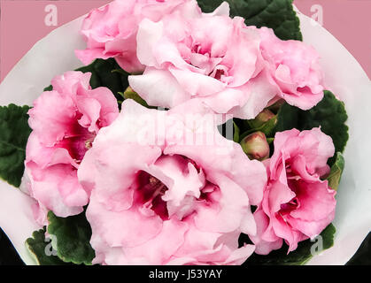 Decorum plant, pink Brazilian Gloxinia Sonata (Sinningia speciosa) Stock Photo