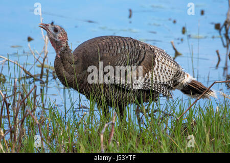 Rio Grande Wild Turkey, (Meleagris gallopavo intermedia), drinking water.  Bosque del Apache National Wildlife Refuge, New Mexico, USA. Stock Photo