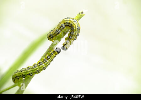 Close up of two green caterpillars on a branch, larva of the box tree moth (Cydalima perspectalis) Stock Photo