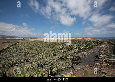 A large and important cactus plantation on Lanzarote. Stock Photo