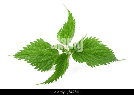 Stinging nettle isolated on white Stock Photo