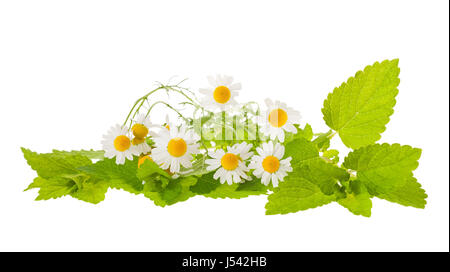 chamomile and lemon balm isolated on white Stock Photo