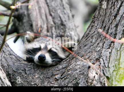 Raccoon resting on a base of a tree trunk fork. Stock Photo