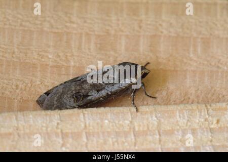 Large Yellow Underwing Moth, Noctua pronuba,  found amongst stacked timber, Wales, UK Stock Photo