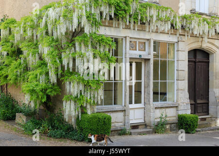 France, Indre et Loire, Chedigny, village in bloom labelled Village Jardin (Garden Village), white wisteria Stock Photo