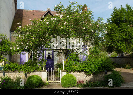 France, Indre et Loire, Chedigny, village in bloom labelled Village Jardin (Garden Village) with rose 'Alfred Carrière' Stock Photo