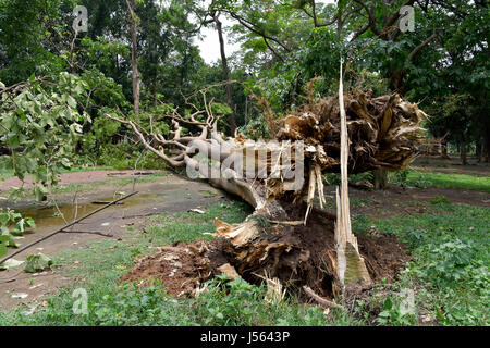 Dhaka, Bangladesh. 16th May, 2017. A tree breaks into several pieces after a nor'wester lashed the Dhaka city, Bangladesh. In Bangladesh an intense type of storm known as a nor'wester (in Bangla: 'Kal baisakhi' ) occasionally brings high wind and very heavy rain. Credit: SK Hasan Ali/Alamy Live News Stock Photo