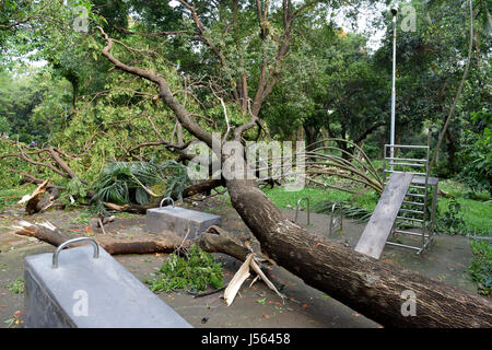 Dhaka, Bangladesh. 16th May, 2017. A tree breaks into several pieces after a nor'wester lashed the Dhaka city, Bangladesh. In Bangladesh an intense type of storm known as a nor'wester (in Bangla: 'Kal baisakhi' ) occasionally brings high wind and very heavy rain. Credit: SK Hasan Ali/Alamy Live News Stock Photo