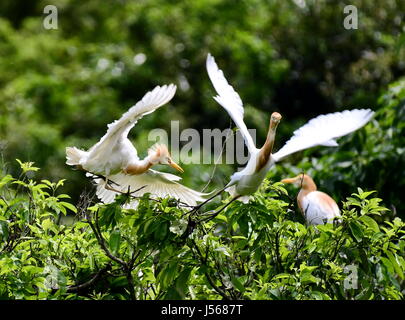 Fuzhou, China's Fujian Province. 16th May, 2017. Cattle egrets rest on branches in Mingxi County, southwest China's Fujian Province, on May 16, 2017. Credit: Mei Yongcun/Xinhua/Alamy Live News Stock Photo