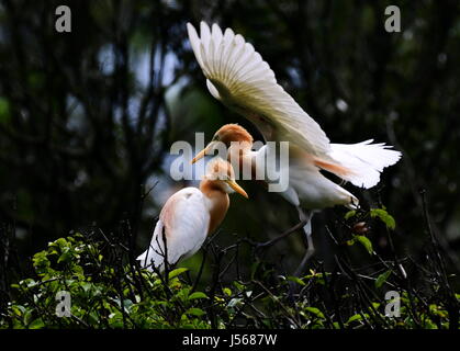 Fuzhou, China's Fujian Province. 16th May, 2017. Cattle egrets rest on branches in Mingxi County, southwest China's Fujian Province, on May 16, 2017. Credit: Mei Yongcun/Xinhua/Alamy Live News Stock Photo