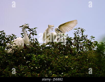 Fuzhou, China's Fujian Province. 16th May, 2017. Egrets rest on branches in Mingxi County, southwest China's Fujian Province, on May 16, 2017. Credit: Mei Yongcun/Xinhua/Alamy Live News Stock Photo