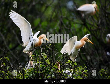 Fuzhou, China's Fujian Province. 16th May, 2017. Cattle egrets rest on branches in Mingxi County, southwest China's Fujian Province, on May 16, 2017. Credit: Mei Yongcun/Xinhua/Alamy Live News Stock Photo