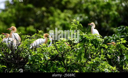 Fuzhou, China's Fujian Province. 16th May, 2017. Cattle egrets rest on branches in Mingxi County, southwest China's Fujian Province, on May 16, 2017. Credit: Mei Yongcun/Xinhua/Alamy Live News Stock Photo