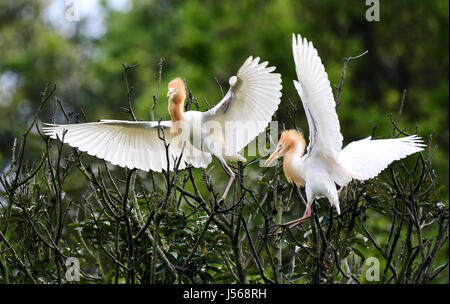 Fuzhou, China's Fujian Province. 16th May, 2017. Cattle egrets rest on branches in Mingxi County, southwest China's Fujian Province, on May 16, 2017. Credit: Mei Yongcun/Xinhua/Alamy Live News Stock Photo