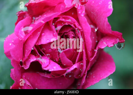 Epsom, Surrey, UK. 17th May 2017. Raindrops cling to a pink rose after heavy overnight rain, at Epsom, Surrey, UK. Credit: Julia Gavin UK/Alamy Live News Stock Photo