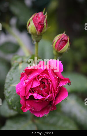 Epsom, Surrey, UK. 17th May 2017. Raindrops cling to a pink rose after heavy overnight rain, at Epsom, Surrey, UK. Credit: Julia Gavin UK/Alamy Live News Stock Photo