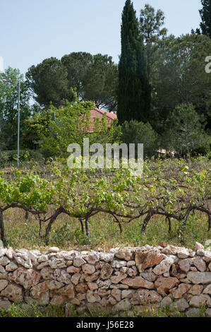 Israel, Judea Mountains, Grape vines in a vineyard Stock Photo