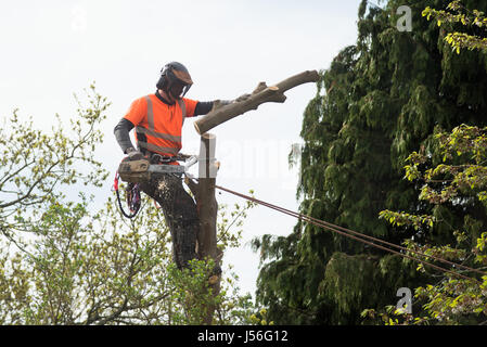 Tree Surgeon felling Eucalyptus tree in private garden in Cults area of Aberdeen,Scotland. Stock Photo