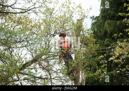 Tree Surgeon felling Eucalyptus tree in private garden in Cults area of Aberdeen,Scotland. Stock Photo