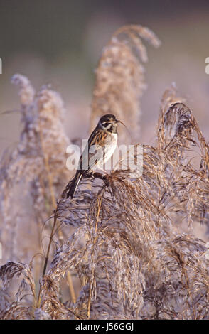 Common reed bunting Emberiza schoeniclus male in winter plumage Stock Photo