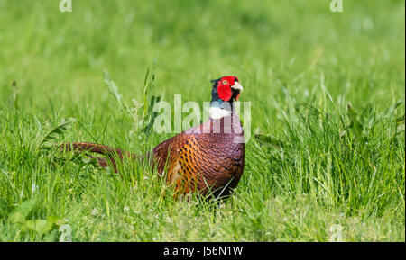 Adult male Pheasant (Phasianus colchicus) standing in a field in late Spring in West Sussex, England, UK. Stock Photo