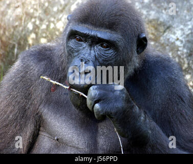 Monkey Gorilla Cathedral Anthropoid Primat Gorilla Gorilla Regnwald Stock Photo Alamy