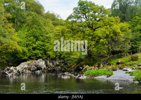 Afon Conwy below the Fairy Glen in Betws y Coed, North Wales at the confluence with Afon Lledr. At this point the river widens and flows more slowly t Stock Photo